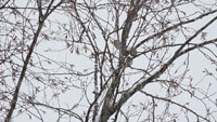 Winter 8