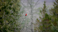 Spring 9