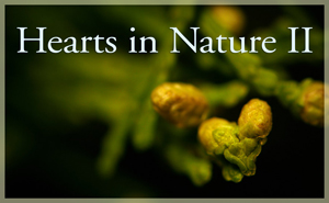 2018Â HeartsÂ InÂ NatureÂ GalleryÂ 2