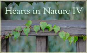 2018Â HeartsÂ InÂ NatureÂ GalleryÂ 4