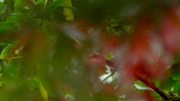 autumn 30