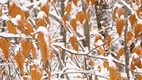 autumn 32