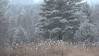Winter 5