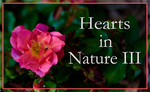 Hearts in Nature III