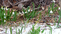 Spring 4