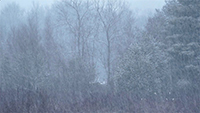 Winter 6