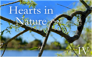 Hearts in Nature Gallery IV