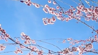 Spring 20