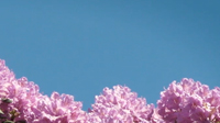 Spring 34