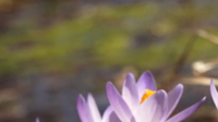 Spring 8