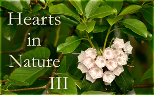 Hearts In Nature Gallery III