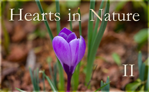 Hearts In Nature Gallery II