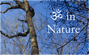 Aum in Nature