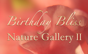 Nature Gallerly - Part II