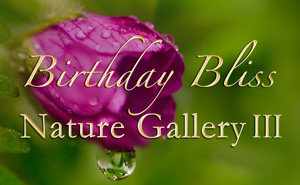 Nature Gallerly - Part III