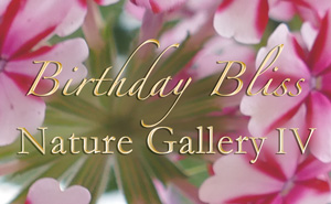 Nature Gallerly - Part IV