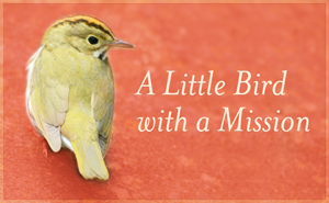 A little bird with a mission