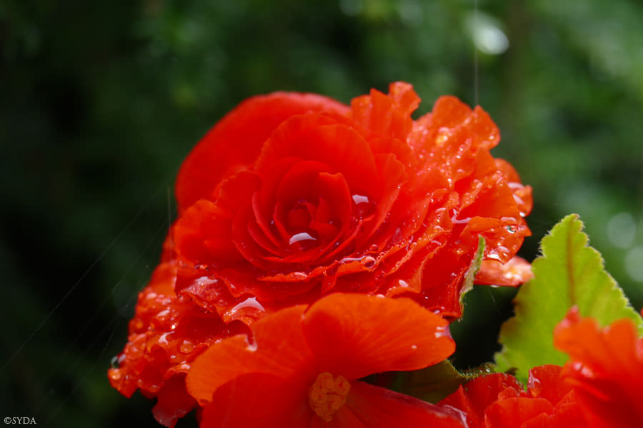 rainfall on rose