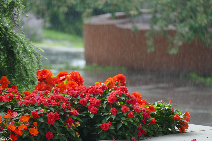 showers of rain