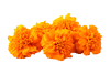 marigold