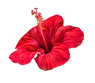motif