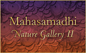 Mahasamadhi Nature Gallery2, 2015