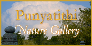 Nature Gallery
