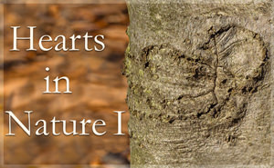 Hearts in Nature -Part I