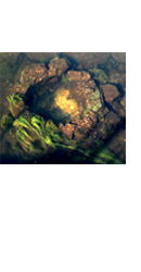algae