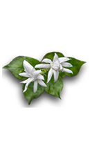 jasmine flowers