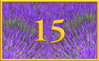 teaching 15