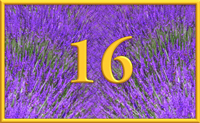 teaching 16