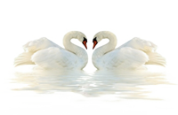 motif