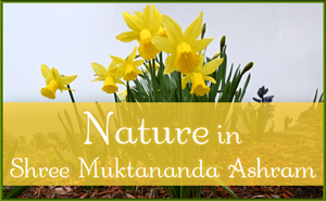 Nature in April in Shree Muktananda Ashram