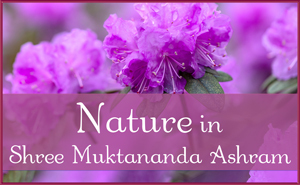 Nature in May in Shree Muktananda Ashram