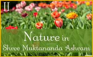 May: Nature in Shree Muktananda Ashram