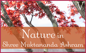May: Nature in Shree Muktananda Ashram