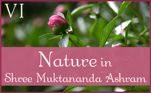 May: Nature in Shree Muktananda Ashram