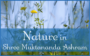 June: Nature in Shree Muktananda Ashram