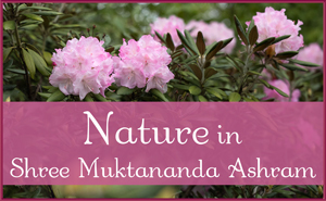 Nature in June in Shree Muktananda Ashram