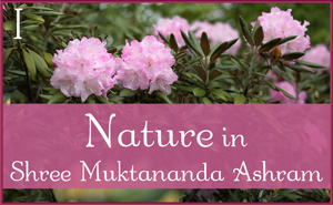 May: Nature in Shree Muktananda Ashram