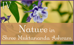 May: Nature in Shree Muktananda Ashram