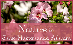 August: Nature I in Shree Muktananda Ashram