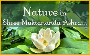 Nature in July in Shree Muktananda Ashram