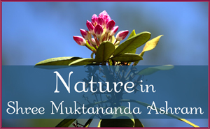 June: Nature in Shree Muktananda Ashram