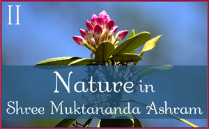 May: Nature in Shree Muktananda Ashram