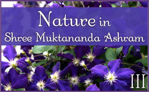 July: Nature III in Shree Muktananda Ashram
