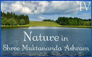 July: Nature IV in Shree Muktananda Ashram