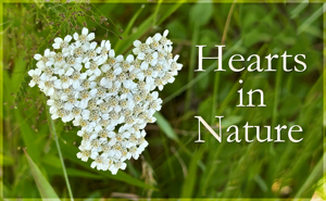 Hearts in Nature