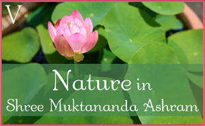July: Nature V in Shree Muktananda Ashram